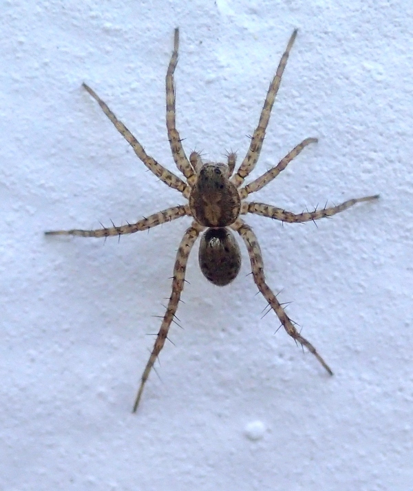 Pardosa sp.